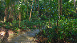 V lese / In the forrest