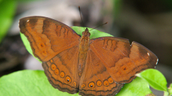 Létavec / Butterfly