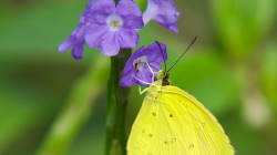 Létavec žlutý / Yellow one