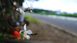 U silnice / By the road