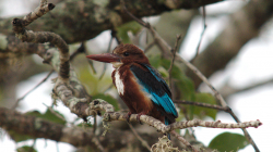Ledňáček - Kingfisher