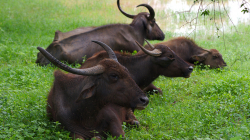 Buvolí veget - Buffalo's chill