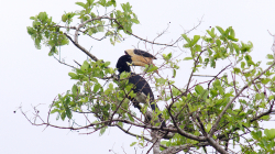 Zoborožec - Hornbill