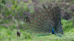 Neuspěl - He failed