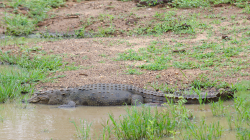 Krokodýl - Crocodile