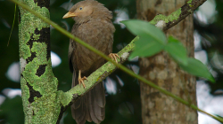Věčně naštvaný pták - Always pissed off bird