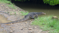2m dlouhé překvapení na ranní procházce - 2m long surprise during morning walk