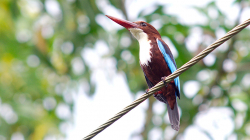 Ledňáček - Kingfisher