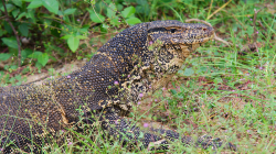 Vyhříval se na slunci kousek od cesty - Sunbathing near road