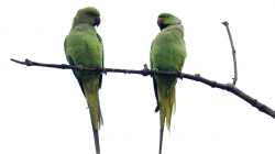 Papouchové - Parrots