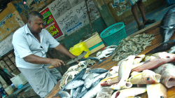 Prodavač ryb - Fish seller