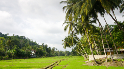 Rýžové pole - Rice field