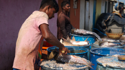 Zpracování ryb - Fish manufacturing