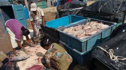 Nakládaní ryb do soli - Preservating fish with salt