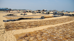Sušení ryb - Drying fish