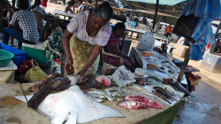 Manta, fakt to jí - Manta, they are really eating it