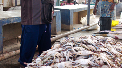 Prodej krabů - Crabs selling