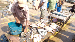 Prodej ryb - Fish selling