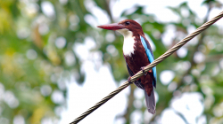 Ledňáček / Kingfisher