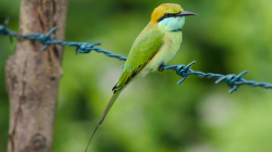 Včelojed / Bee Eater