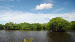 Mangrovy! / Mangroves