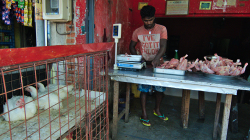 Kuřecí masna / Chicken butcher