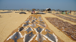 Sušení žraločích kůží / Shark skins drying