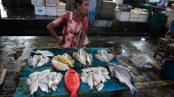 Rybí trh v Negombu / Negombo fish market