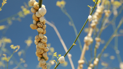 Šnečí ulity byly taky všude