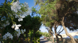 Valletta, zaostřeno na květy