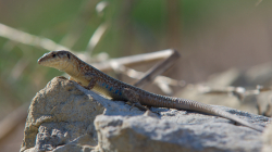 Ještěrek mimo město potkáte stovky