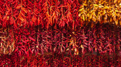 Mercado dos Lavradores