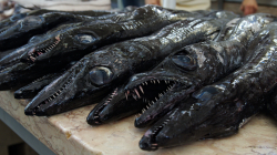 Mercado dos Lavradores