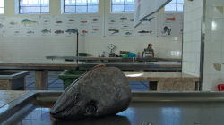 Mercado dos Lavradores