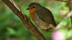 Jardim Botânico da Madeira
