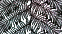 Jardim Botânico da Madeira