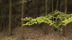 Lomnice nad Popelkou