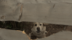 Lomnice nad Popelkou